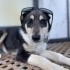 Husky-Çoban köpeği mix 5 aylık Yuva Arıyor ✨ fotoğraf