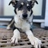 Husky-Çoban köpeği mix 5 aylık Yuva Arıyor ✨ fotoğraf