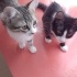 Anneleri ölmüş acil yuva aranıyor fotoğraf