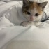 Poffy acil yuva arıyor fotoğraf