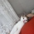 Poffy acil yuva arıyor fotoğraf