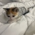 Poffy acil yuva arıyor fotoğraf