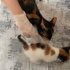 Poffy acil yuva arıyor fotoğraf