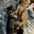 Çok Minnoş Uysal Kedi Yavruları fotoğraf