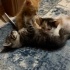 Çok Minnoş Uysal Kedi Yavruları fotoğraf