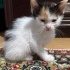 Çok Minnoş Uysal Kedi Yavruları fotoğraf