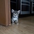 Çok Minnoş Uysal Kedi Yavruları fotoğraf