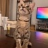 Sevgi dolu, oyuncu 2 aylık erkek kedi fotoğraf
