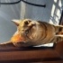 Çok asil bir kedi fotoğraf