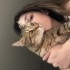 Çok asil bir kedi fotoğraf
