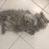 British Longhair fotoğraf