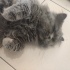 British Longhair fotoğraf