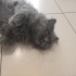 British Longhair fotoğraf