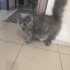 British Longhair fotoğraf