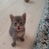 1.5 AYLIK BRİTİSH SORTHAİR MELEZLERİ fotoğraf