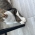 Dünya Tatlısı Erkek Kısır ısırma tırnaklama asla yok sevgi yumağı fotoğraf