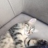 Acil yuva aranıyor fotoğraf