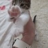 1 buçuk aylık dişi kedi sahiplenilmezse sokağa dönecek