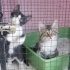 3 aylık dişi ve erkek yavrular fotoğraf