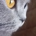 Çok uslu ve hisleri kuvvetli bir kedi