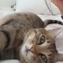Kaju kısır cipli erkek 2 yaşında ömürlük yuvasın arıyor fotoğraf