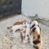 5 yavru 1 anne kedi yuvasını arıyor