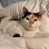 2 yaşında kısır aşıları tam calico kedi