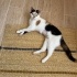 2 yaşında kısır aşıları tam calico kedi fotoğraf