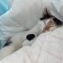 2 yaşında kısır aşıları tam calico kedi fotoğraf