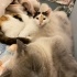 2 yaşında kısır aşıları tam calico kedi fotoğraf