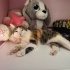 1 yaşında dişi calico Melek kedi