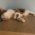 1 yaşında dişi calico Melek kedi fotoğraf