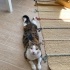 1 yaşında dişi calico Melek kedi fotoğraf