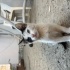 Sakaryada annesini kaybeden tekir yavru kedi fotoğraf