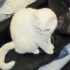 Ücretsiz sahiplenme British kedi acil yuva fotoğraf