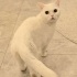 Ücretsiz sahiplenme British kedi acil yuva fotoğraf