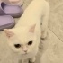 Ücretsiz sahiplenme British kedi acil yuva fotoğraf