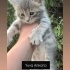 Ücretsiz sahiplenme pofidik tuğlu gri yavru acil yuva fotoğraf