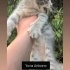 Ücretsiz sahiplenme pofidik tuğlu gri yavru acil yuva fotoğraf