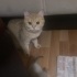 Çok usul sakin sessiz bir kedi fotoğraf