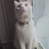 Beyaz Van Kedisi fotoğraf