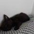 Yavru Dişi Kedi, Acil Sahiplendirilmeli, Sokağa Dönmesin fotoğraf