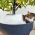 MERHABA KEDİMİZ İÇİN YENİ BİR YUVA ARIYORUZ fotoğraf