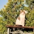 MERHABA KEDİMİZ İÇİN YENİ BİR YUVA ARIYORUZ fotoğraf