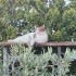 MERHABA KEDİMİZ İÇİN YENİ BİR YUVA ARIYORUZ fotoğraf