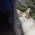 MERHABA KEDİMİZ İÇİN YENİ BİR YUVA ARIYORUZ fotoğraf