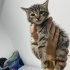 YAVRU KEDİLERE YUVALARINI ARIYORUZ fotoğraf