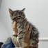 YAVRU KEDİLERE YUVALARINI ARIYORUZ fotoğraf