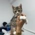 YAVRU KEDİLERE YUVALARINI ARIYORUZ fotoğraf
