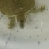 Softshell (Yumuşak kabuk) Su Kaplumbağası Sahiplendirme fotoğraf